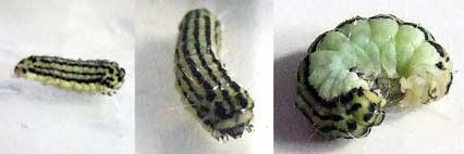 ファイル 1108-2.jpg