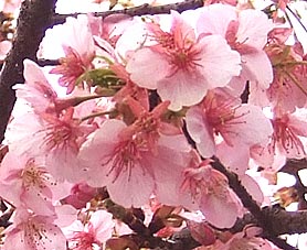 ファイル 1258-2.jpg