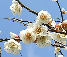 ファイル 1258-3.jpg