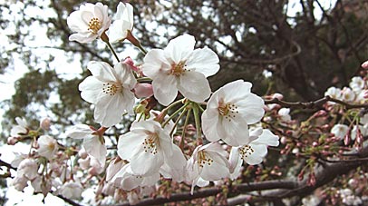 ファイル 1278-1.jpg