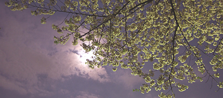 ファイル 1282-1.jpg