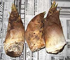 ファイル 1284-1.jpg