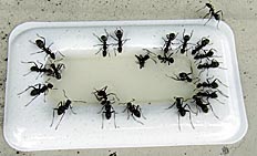 ファイル 1338-3.jpg