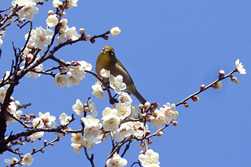 ファイル 1431-1.jpg