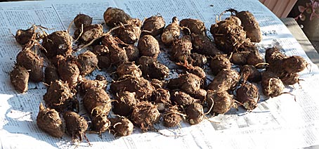 ファイル 1637-1.jpg