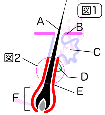 ファイル 1662-2.jpg