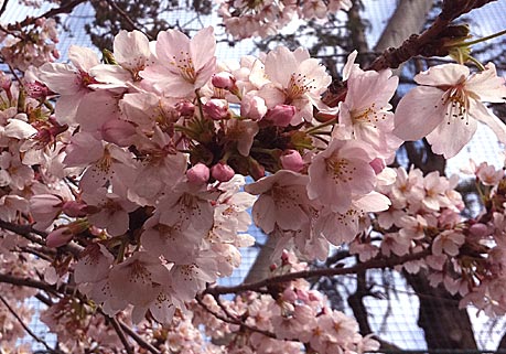 ファイル 1692-1.jpg