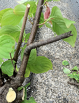 ファイル 1760-2.jpg