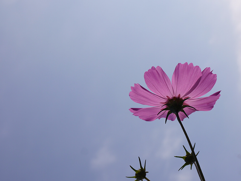 ファイル 1806-2.jpg