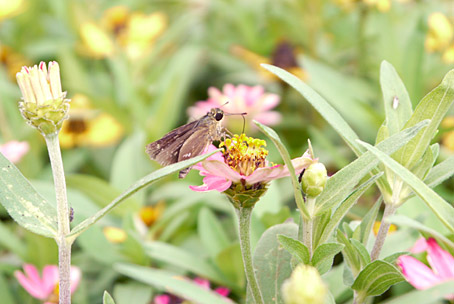 ファイル 1806-3.jpg