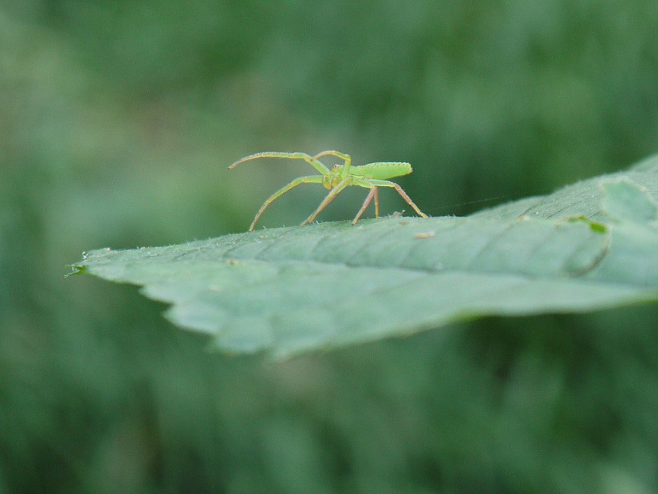 ファイル 1806-4.jpg