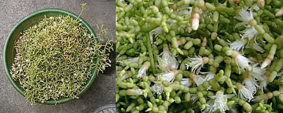 ファイル 181-1.jpg