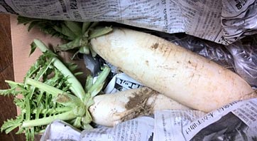 ファイル 1826-1.jpg