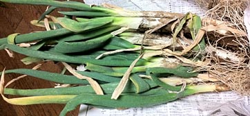 ファイル 1826-2.jpg