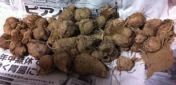 ファイル 1826-3.jpg