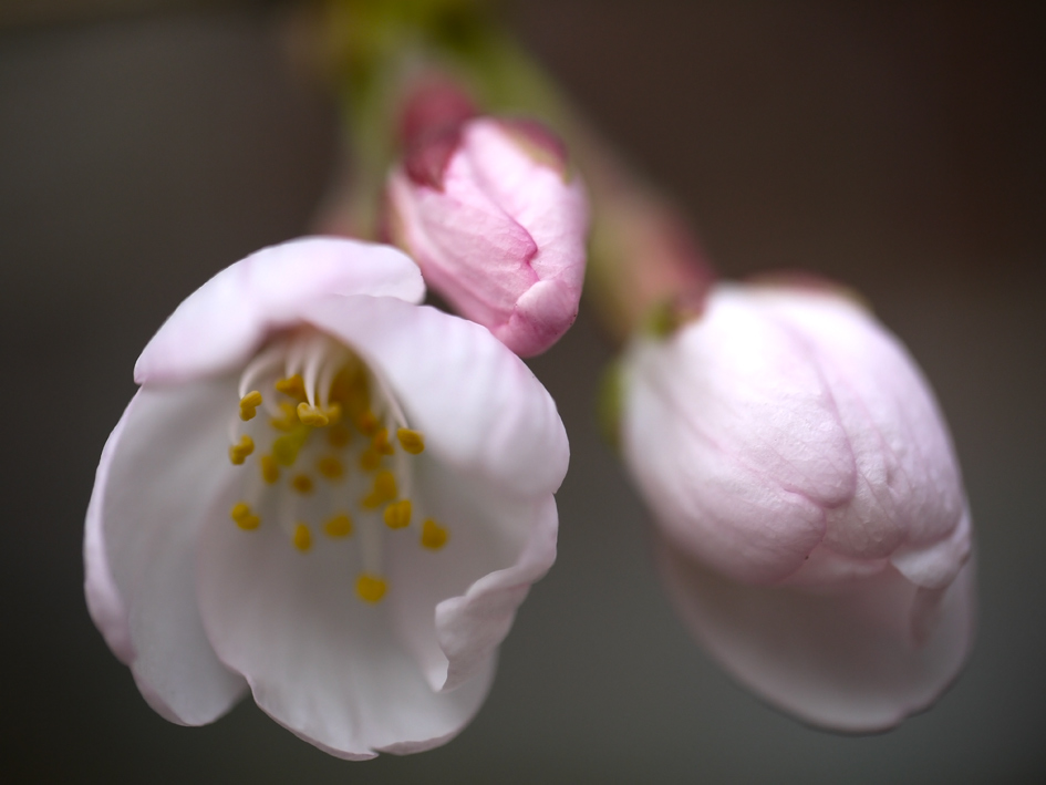 ファイル 1876-5.jpg