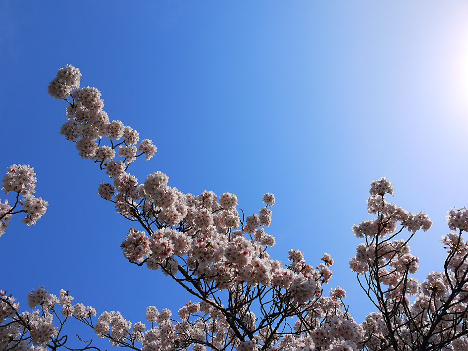 ファイル 1879-3.jpg