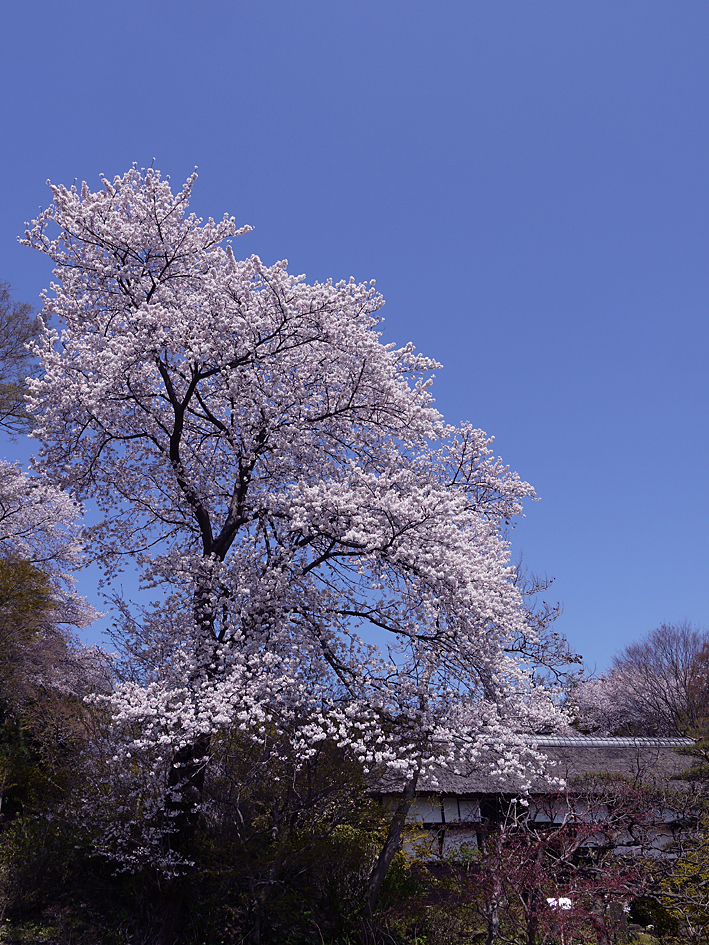 ファイル 1883-2.jpg