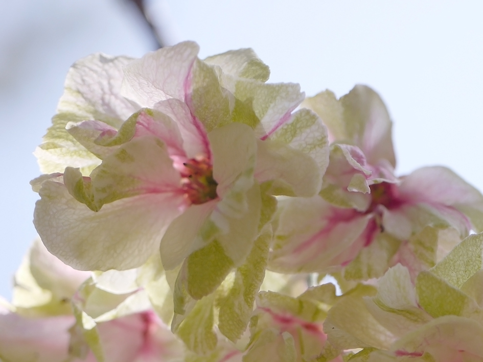 ファイル 1887-3.jpg