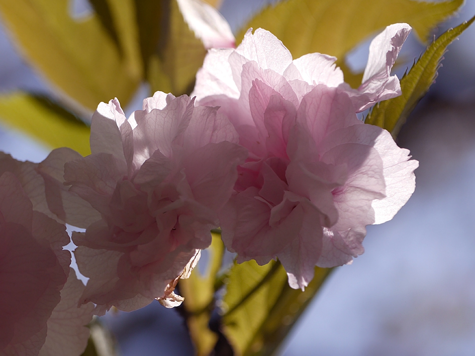 ファイル 1887-4.jpg