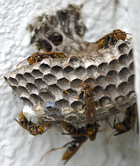 ファイル 2135-2.jpg