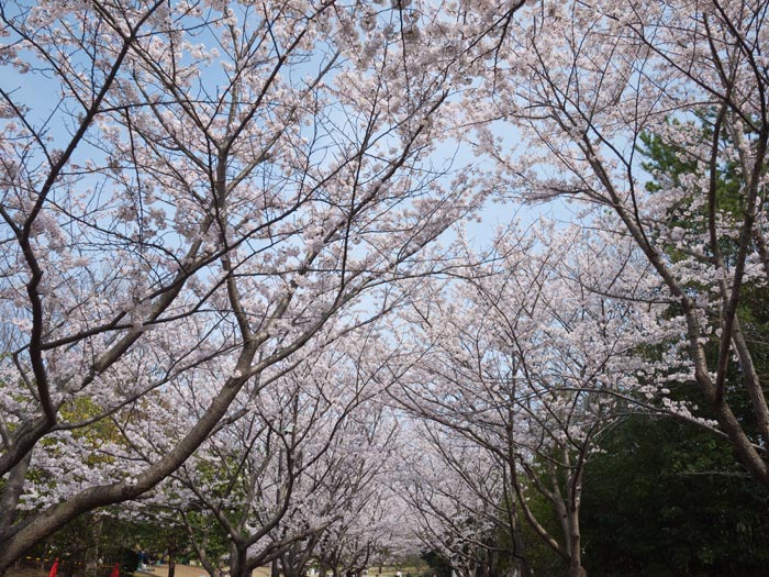 ファイル 2242-4.jpg