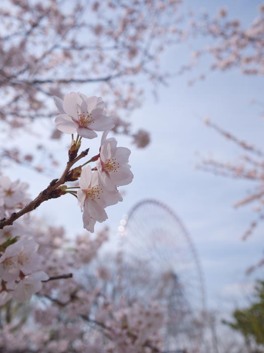 ファイル 2242-5.jpg