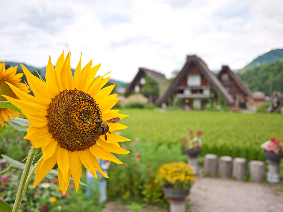 ファイル 2315-5.jpg