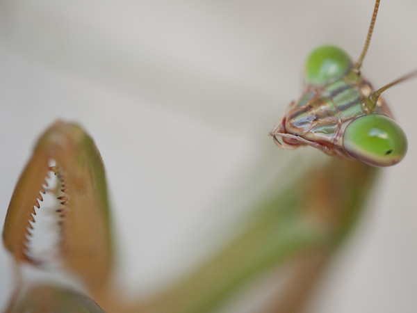 ファイル 2337-2.jpg