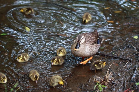 ファイル 2445-2.jpg