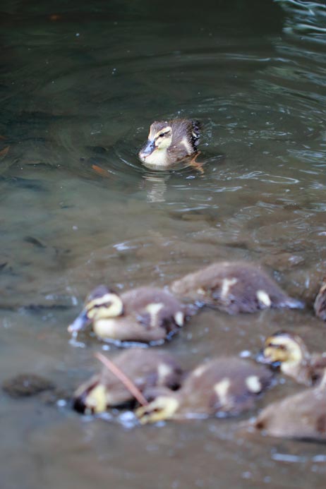 ファイル 2445-4.jpg