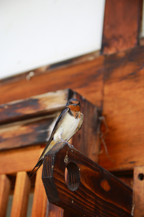 ファイル 2486-4.jpg