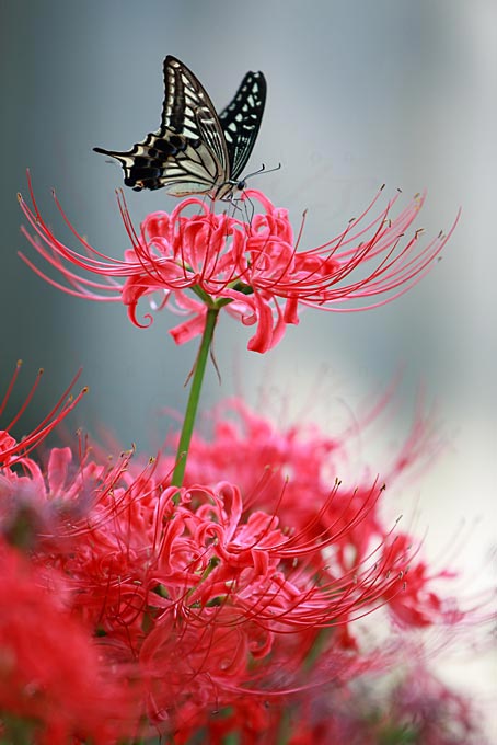 ファイル 2507-3.jpg