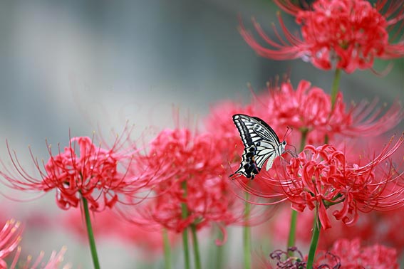 ファイル 2507-5.jpg