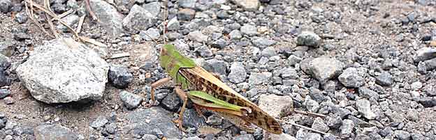 ファイル 260-1.jpg