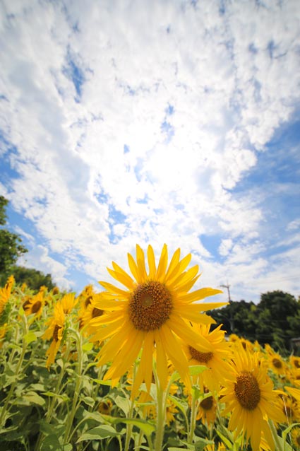 ファイル 2784-2.jpg