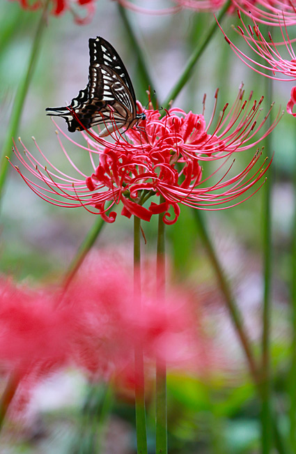 ファイル 2788-2.jpg