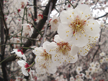 ファイル 610-1.jpg