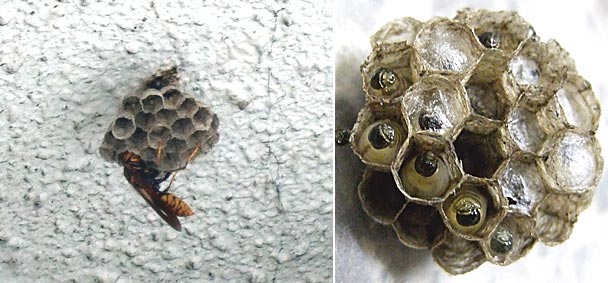 ファイル 930-1.jpg